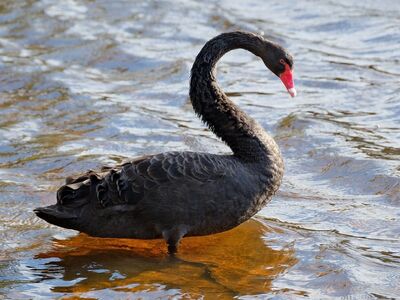 swan, black, nature, waterbird, plumage, beak, birdwatching, australia, wildlife, lake, standing, animal, water, avian, australian, coast, corridor, reflection, wild animal, serene
