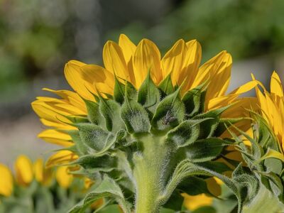 sunflower, flower, nature, green, yellow, summer, detail, macro, natural, leaves, agriculture, garden, vineyard, ecology, farm, field, background, summery, photography