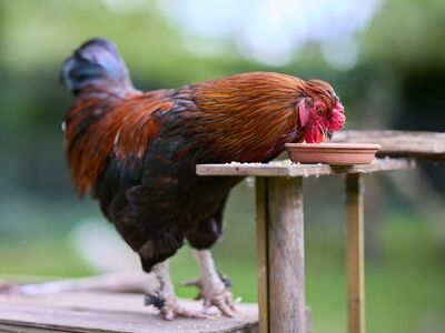 rooster, feeding, bowl, terracotta, wooden, table, garden, poultry, farm, feathers, outdoor, birdseed, animal, nature, plumage, rural life, animal husbandry, leisure, green