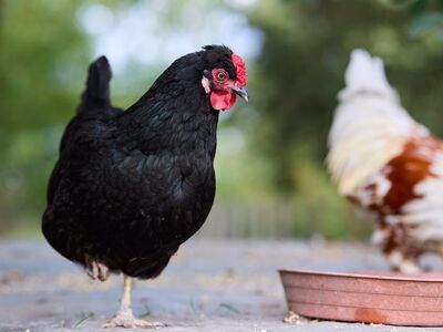 hen, black, bird, yard, agriculture, outdoor, domestic, feather, comb, animal, feeding, farmyard, one leg, balance, breed, chicken, nature, pecking, beak, farm