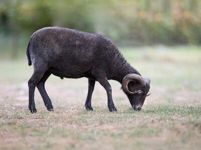 ouessant sheep, sheep, black, horns, grazing, nature, farm, agriculture, wool, mammal, rural, profile, fauna, grass, field, outdoor, animal, livestock, woolly, quadruped