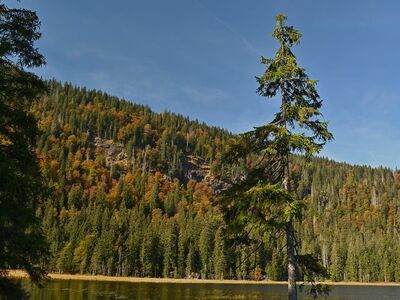 lake, forest, mountains, tree, hiking, autumn, nature, peaceful, wilderness, hike, natural, destination, uplift, relaxation, excursion, landscape, traveller, silence, calm, woods