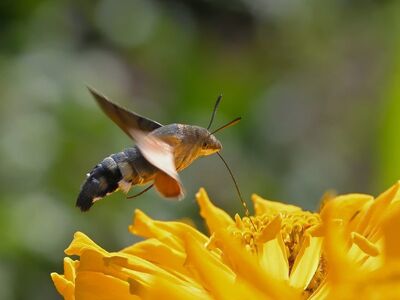 hummingbird, flower wallpaper, zinnia, flower, macro, garden, flower background, flying, colorful, nature, autumn, close-up, wings, beautiful flowers, insect, nectar, photography, focus, decorative, unique, detailed, yellow, fresh