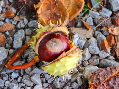chestnut, autumn, husk, open, spiky, gravel, ground, nature, glossy, macro, detail, plant, forest, seed, wood, decorative, horizontal, beautiful, natural
