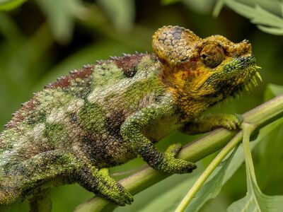 chameleon, reptile, animal, nature, terrarium, green, camouflage, exotic, mimicry, herpetology, spot, natural, bush, unique, curve, variety, yellow, ecology, biotope, texture, fauna