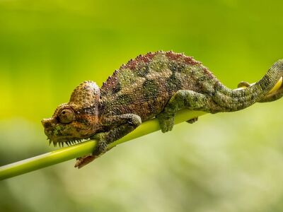 chameleon, reptile, animal, nature, close-up, exotic, green, wildlife, camouflage, branch, arboreal, eye, colorful, wild, ecosystem, bark, forest, unique, skin, climb