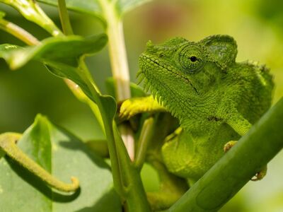 chameleon, reptile, animal, exotic, close-up, green, nature, wildlife, camouflage, habitat, branch, insect, tropical, leaf, eco-friendly, lizard, arboreal, summer, flora, biome