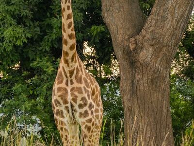 giraffe, uganda, safari, tree, grass, light, nature, wilderness, africa, fauna, animal, nature reserve, mammal, tourism, environment, wild, giraffe pattern, savanna, roots