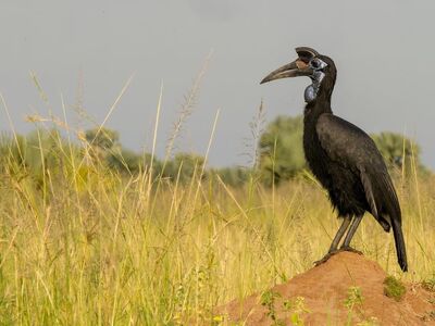 hornbill, savannah, exotic bird, wildlife, animal portrait, bird species, beak, black bird, african fauna, nature, birds of africa, wilderness, birds, beautiful birds, ecosystem, bucorvidae, open landscape, natural habitat, sunny day, ecology, horned birds