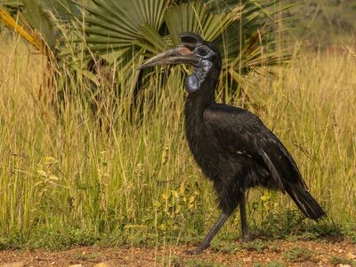 bird, beak, nature, black, abyssinian ground hornbill, animal, jungle, grass, wildlife, natural habitat, savannah, african bird, large bird, crown, drought, large beak, exotic bird, biome, camouflage, natural history, ecosystem
