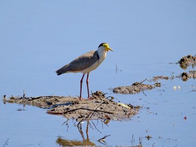 bird, nature, lake, mud, reflection, wetland, avian, heron, birdwatching, calm, watery, nesting ground, climate change, conservation, daylight, wild, solitary, aquatic, silence