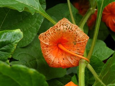 physalis, lantern plant, nature, orange, leafy, fruit, garden, autumn, blooming, detail, botanical, vibrant colors, texture, leading lines, decorative, chinese lantern, hidden detail, natural scenery, close-up, sharp contrast