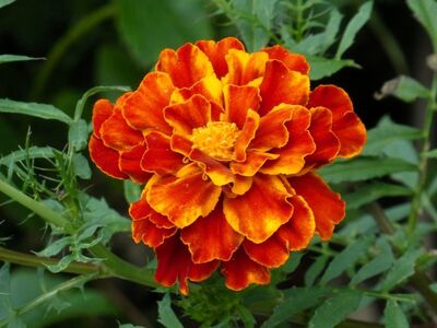 marigold, orange, flower, garden, leaves, macro photography, details, botany, nature, green, gardening, plant, blossom, pumkin, summer, bright, cultivation, yellow, delicate