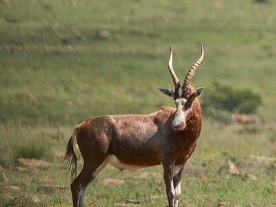 antelope, savanna, wildlife, africa, animal photography, nature, horns, open landscape, bovine species, vast landscape, wild animals, hoofed animals, grazing, animal eyes, nature reserve, safari, green field, solitary, biotope, dry season