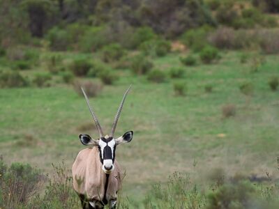 antelope, gemsbok, nature, wildlife, savanna, game, horns, bushveld, land, grass, green, ecosystem, african nature, dry, wilderness, safari, bird view, nature reserve, animal, long focal length camera