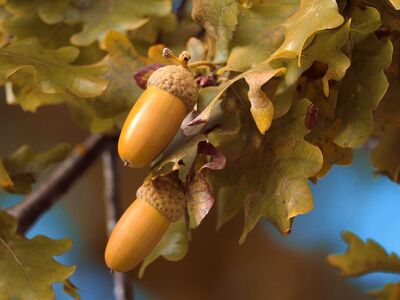 acorn, branches, leaves, autumn, tree, acorns on branch, autumn leaves, forest, nature, green leaves, ecological life, natural scenery, acorn season, yellow and brown leaves, oak tree, natural environment, ecological symbol, agriculture, ecological system