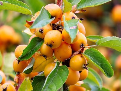 berries, orange fruits, leaves, nature, fruit tree, close-up, green, tart, gardening, fruit, harvest, botany, autumn, natural, black markings, garden crops, tree fruits, branches, twig, organic