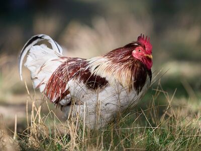 rooster, bird, feathers, nature, farm, grass, countryside, animal, colorful, portrait, comb, poultry, male, young rooster, barn, garden, green, agriculture, grassy
