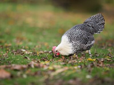 braekel, hen, poultry, farm, striped, bird, autumn, leaves, grass, outdoors, foraging, pecking, animal, nature, agriculture, countryside, domesticated, happy, young