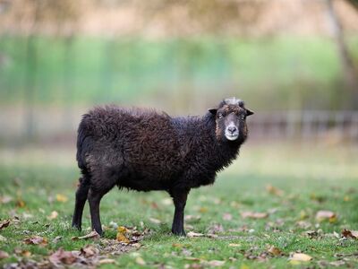 ouessant, black, sheep, wool, farm, livestock, meadow, grass, autumn, outdoors, nature, rural, agriculture, portrait, field, cute, mammal, outdoor scene, farm animal, dark, exploring