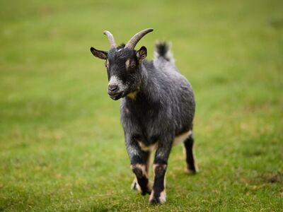 goat, pygmy goat, spot, animal, mammal, horns, black, gray, grass, green, outdoors, farm, cute, pet, agriculture, nature, meadow, animalistic, field, countryside