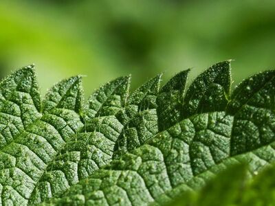 nettle, leaf, macro, pattern, green, nature, herbal, detailed, texture, vein, medicinal, cosmetic, garden, ecological, substance, natural, green plant, botany, delicate, nutrition, relief, sensory