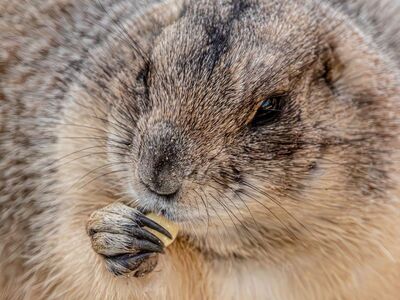 prairie dog, black-tailed prairie dog, cynomys, rodent, mammal, wildlife, portrait, cute, eating, feeding, paws, claws, fur, whiskers, close-up, animal, nature, zoo