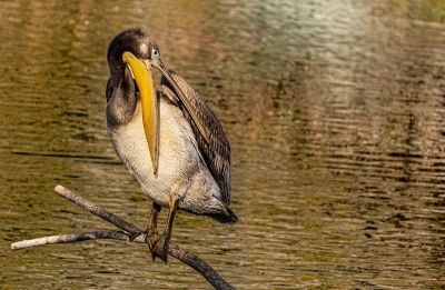 pelican, brown pelican, pelecanus occidentalis, water bird, large beak, feathers, preening, perching, branch, lake, wildlife, animal, nature, animal ecology, natural background, water ecosystem, dove-like bird, ecological significance, animal care, aquatic birds