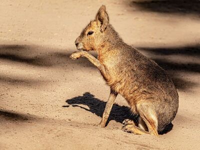 patagonian mara, free wallpaper, beautiful wallpaper, beautiful nature, free background, rodent, laptop wallpaper, 4k wallpaper 1920x1080, mammal, animal, cool backgrounds, exotic, sunlit, grooming, shadow, nature wallpaper, nature background, desktop backgrounds, wallpaper hd, windows wallpaper, ground, wallpaper 4k, light brown, sand, mac wallpaper, nature, full hd wallpaper, fur, wildlife, south american, hd wallpaper, sitting, background, 4k wallpaper, wallpaper, pampas hare, long