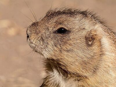 prairie dog, rodent, free background, wildlife, laptop wallpaper, mammal, portrait, detail, mac wallpaper, cute, desktop backgrounds, background, 4k wallpaper 1920x1080, looking, animal portrait, nature, wallpaper hd, furry, golden, close-up, wallpaper 4k, whiskers, wild animal, free wallpaper, 4k wallpaper, hd wallpaper, full hd wallpaper, gopher, marmot, beautiful wallpaper, cool backgrounds, fur, windows wallpaper, tan