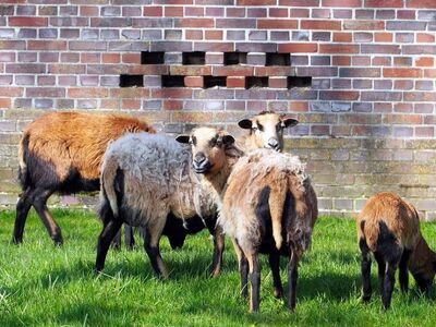 sheep, animals, brick wall, grass, pasture, wool, young animals, nature, rural, sheep breed, agriculture, flock of sheep, park, feeding, lambs, light, four sheep, wall, outdoor scene, green grass