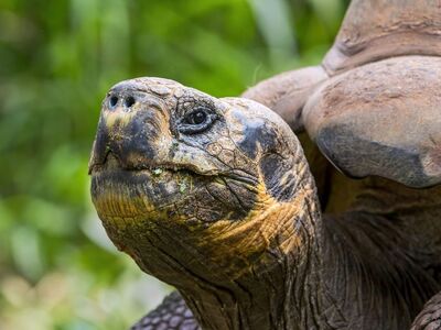 tortoise, reptile, galapagos, giant tortoise, nature, animal, conservation, endangered species, preservation, close-up, tortoise head, endangered, zoo, ecotourism, unesco list, flora and fauna, perspective, habitat, natural habitat, environment