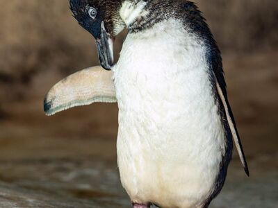 little penguin, penguin preening, bird, zoo, feathers, nature, animal, australia, preening bird, water bird, wildlife, rocky shore, calm, natural environment, cute picture, natural behavior, feather care, animal details, wild animals, cute bird