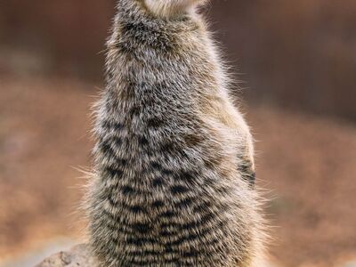 meerkat, mammal, zoo, africa, alert, predator, mongoose, animals, perth, curious, panorama, sand, winter, unruly, bright, position, nature, aware, wood, tones