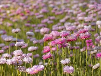 flowers, pink flowers, meadow, nature, flower field, summer flowers, diversity, variation, scenic, flower background, clarity, sunlight, pleasant view, season, flower wallpaper, bright colors, rural, daisy, field, countryside, beautiful flowers, natural beauty, blooming, pastel colors
