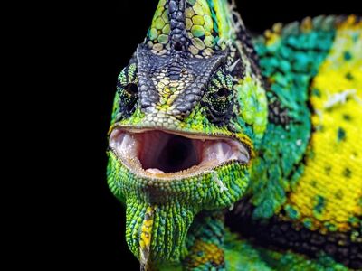 chameleon, wallpaper 4k, reptile, hd wallpaper, lizard, beautiful wallpaper, colorful, veiled chameleon, full hd wallpaper, mac wallpaper, zoo, green, yellow, close-up, wildlife, wallpaper hd, nature, animal, pattern, jungle, background, windows wallpaper, laptop wallpaper, 4k wallpaper 1920x1080, desktop backgrounds, free background, free wallpaper, pet, exotic, 4k wallpaper, cool backgrounds, vibrant, camouflage