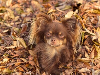 dog, autumn, leaves, brown, nature, outdoors, cute, curious, ground, warm colors, fluffy, small, earth tones, cheerful, stuffed animal, expression, friend, playful, autumn landscape, puppy