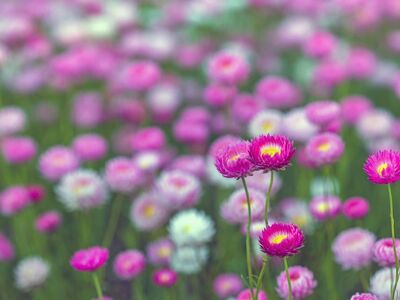 paper daisies, everlasting daisies, perth, western australia, kings park, pink flowers, wildflowers, nature reserve, nature, flower field, blooming flowers, botanical garden, summer, colorful flowers, close-up, blurred background, tourist destination, environment, florists, ecotourism