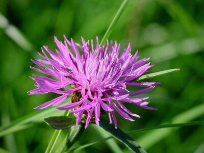 knapweed, wildflower, purple, blooming, delicate, spring, summer, garden, botany, natural, meadow, beauty, detail, blossom, herb, purity, flowering plant, natural environment, macro, flora
