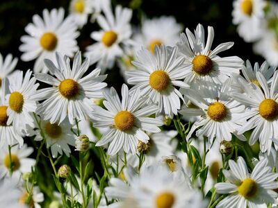 white flowers, nature, beautiful flowers, hd wallpaper, laptop wallpaper, garden, fresh, summer, sunny, 4k wallpaper 1920x1080, free wallpaper, flower, beautiful wallpaper, desktop backgrounds, yellow-white, romantic, background, decoration, free background, soft, blooming, wallpaper 4k, leaves, windows wallpaper, wallpaper hd, outdoors, flourishing, agriculture, details, flower wallpaper, cool backgrounds, stroll, mac wallpaper, full hd wallpaper, floral background, flower background, spätblühende, 4k wallpaper, margeriten