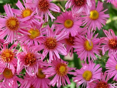 aster, pink flowers, inflorescence, nature, garden, summer, botany, natural beauty, wildflowers, blooming, countryside, delicate, flower, floral, detailed, environment, fresh, flower meadow, picturesque