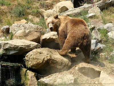 bear, brown bear, predator, dangerous, zoo, mammal, nature, nature park, fauna, nature photography, france, normandy, fur, rocks, landscape, stones, wildlife, solitary, forest, natural habitat