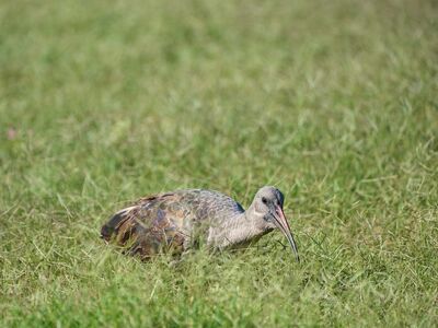 bird, ibis, field, beak, green, grass, wildlife, nature, camouflage, shot, feathers, reeds, animal, habitat, unique, zoology, long-billed, foraging, zoom, balancing