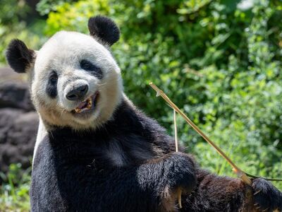 panda, giant panda, eating bamboo, forest, wildlife, cute, green, bamboo, zoo, green forest, animal, smile, nature, mammal, charming, portrait, cute smile, fur, wild animals, consumption