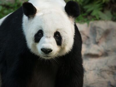 panda, bear, asian, black and white, nature, bamboo, forest, young, savannah, zebra, conservation, giant panda, mammal, vegetarian, protection, peaceful, endemic, zoo, protective