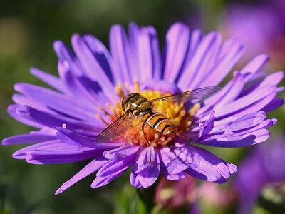 garden, asters, flower background, flower wallpaper, flower, autumn, insect, nature, violet, macro, hoverfly, wings, pollen, detail, beautiful flowers, vibrant, bright, horticulture, photography, beauty, pollination