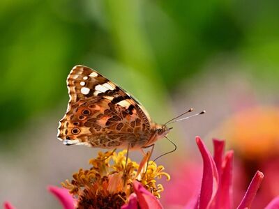 butterfly, zinnia, flower, macro, nature, close-up, insect, autumn, garden, painted lady, butterfly wings, fauna, color, pollen, living thing, wings, beast, biology, blooming, wilderness, petal