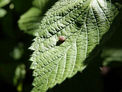 leaf, green, snail, nature, macro, close-up, animal, plant, forest, organism, mollusk, shadow, surface, sunlight, texture, environment, small, preserve, beauty, environmental conservation