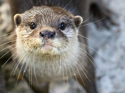 otter, animal, mammal, zoo, predator, fur, wild, cute, aquatic, nature, water creature, nose, face, eyes, whiskers, cuddly, brown, close-up, facial expressions, juvenile, mammal species