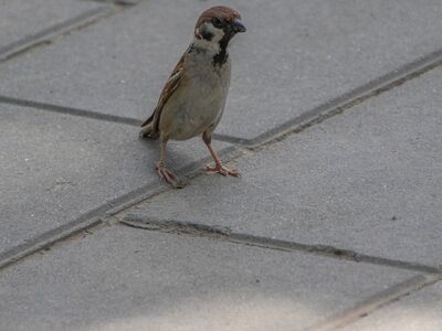 sparrow, animal, bird, wildlife, ornithology, beak, feathers, plumage, avian, perched, fauna, species, passerine, birdwatching, sidewalk, pavement